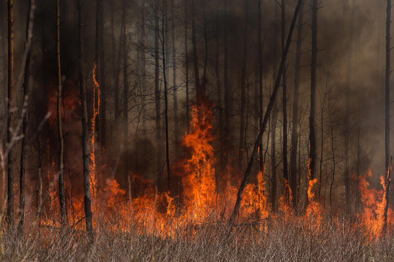 Forest Fire near Chernobyl. © Greenpeace Forest Fire near Chernobyl. © Greenpeace