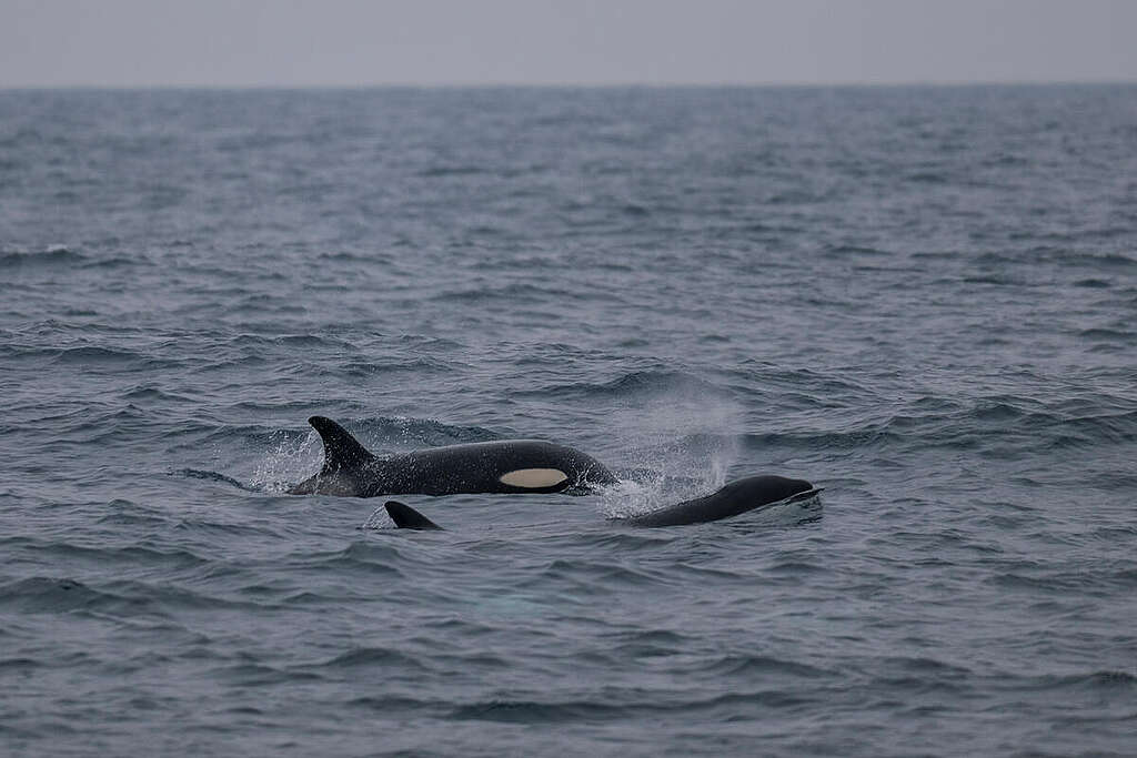 Cetacean Monitoring in Proposed Deep Sea Mining Area in Norway. © Christian Åslund / Greenpeace