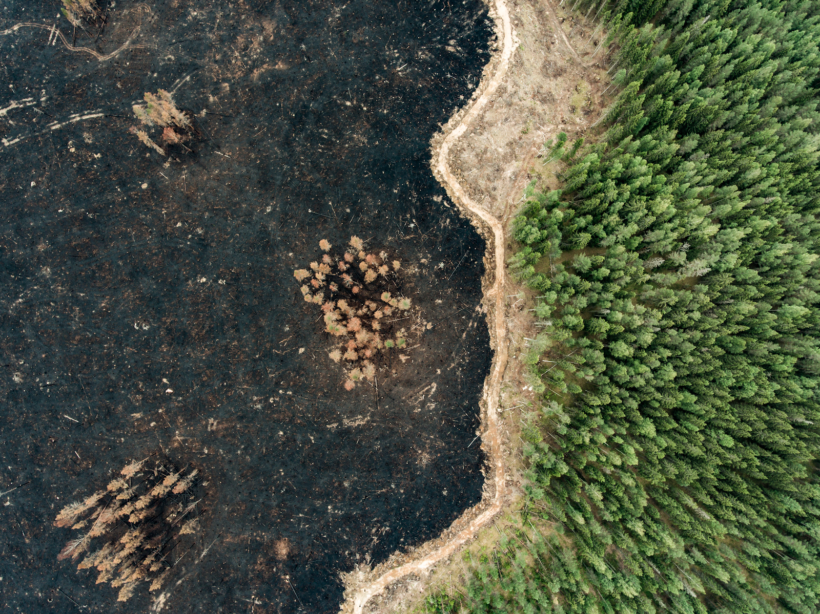 Il futuro delle foreste dell’Ue