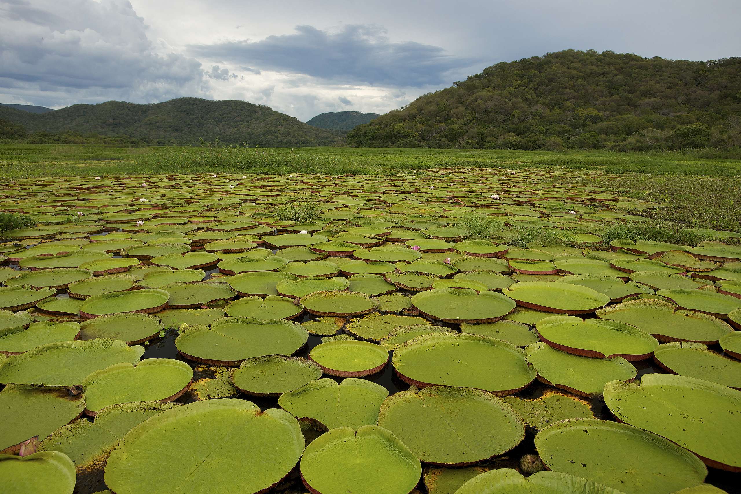 Foreste al Macello III – Il caso Pantanal