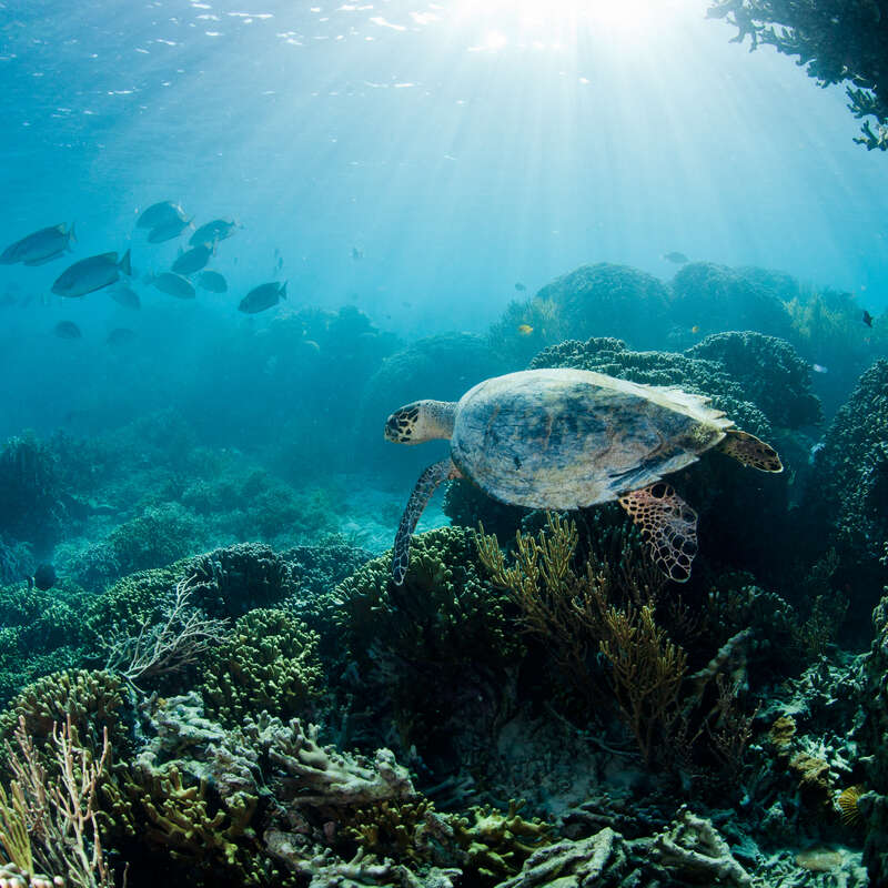 Hawksbill Turtle in Komodo National Park. © Paul Hilton / Greenpeace Hawksbill Turtle in Komodo National Park. © Paul Hilton / Greenpeace